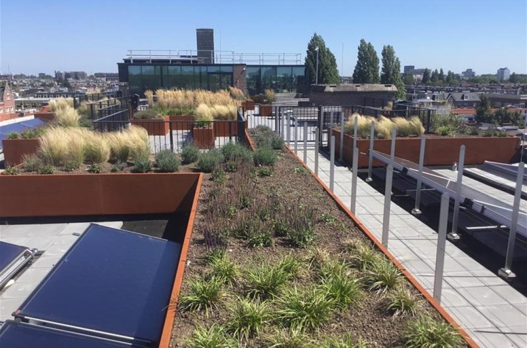 Zonnepaneel vrijwel net zo populair als daktuin!