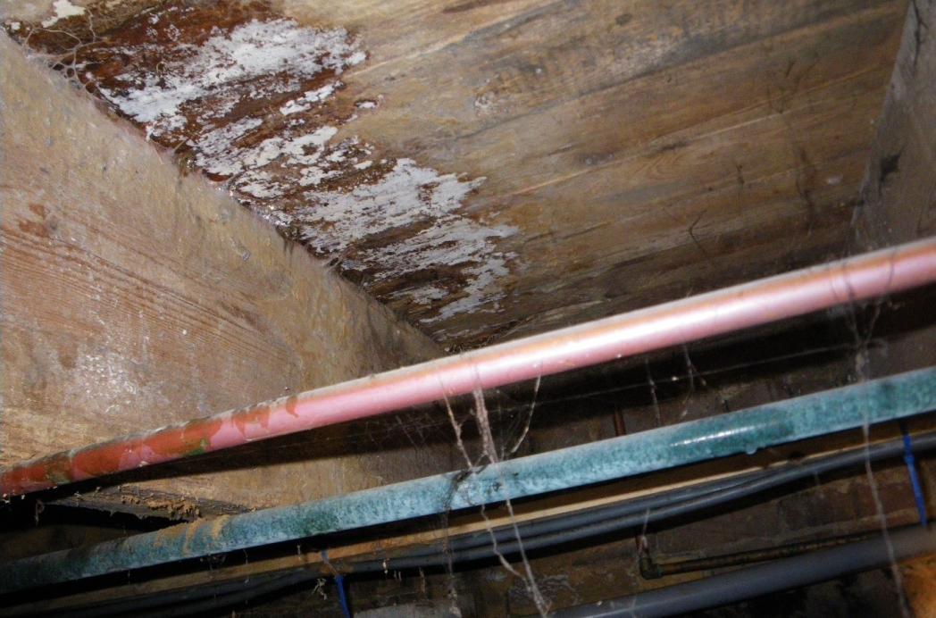 Zwam in de kruipruimte