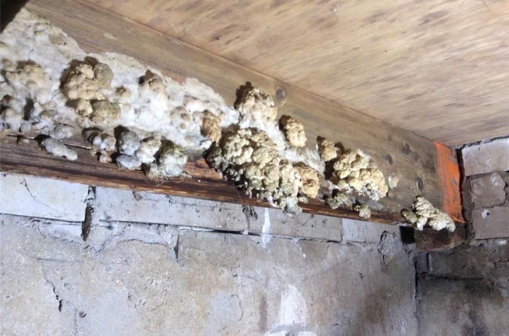 Hoe schadelijk is een Poriënzwam